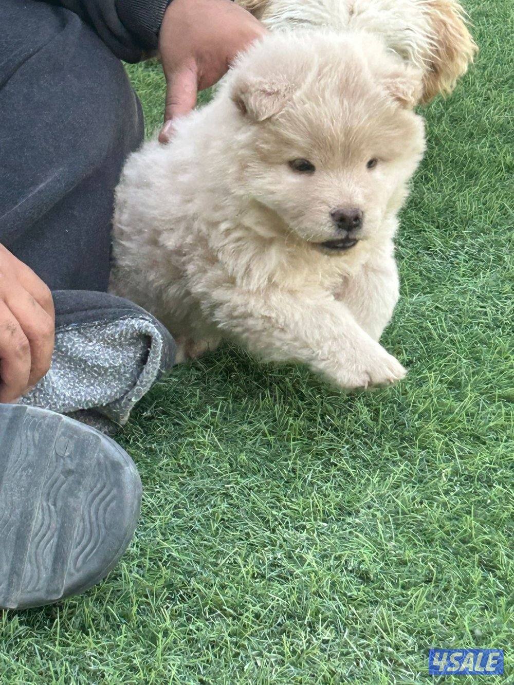 للبيع جوجو نثية العمر شهرين1