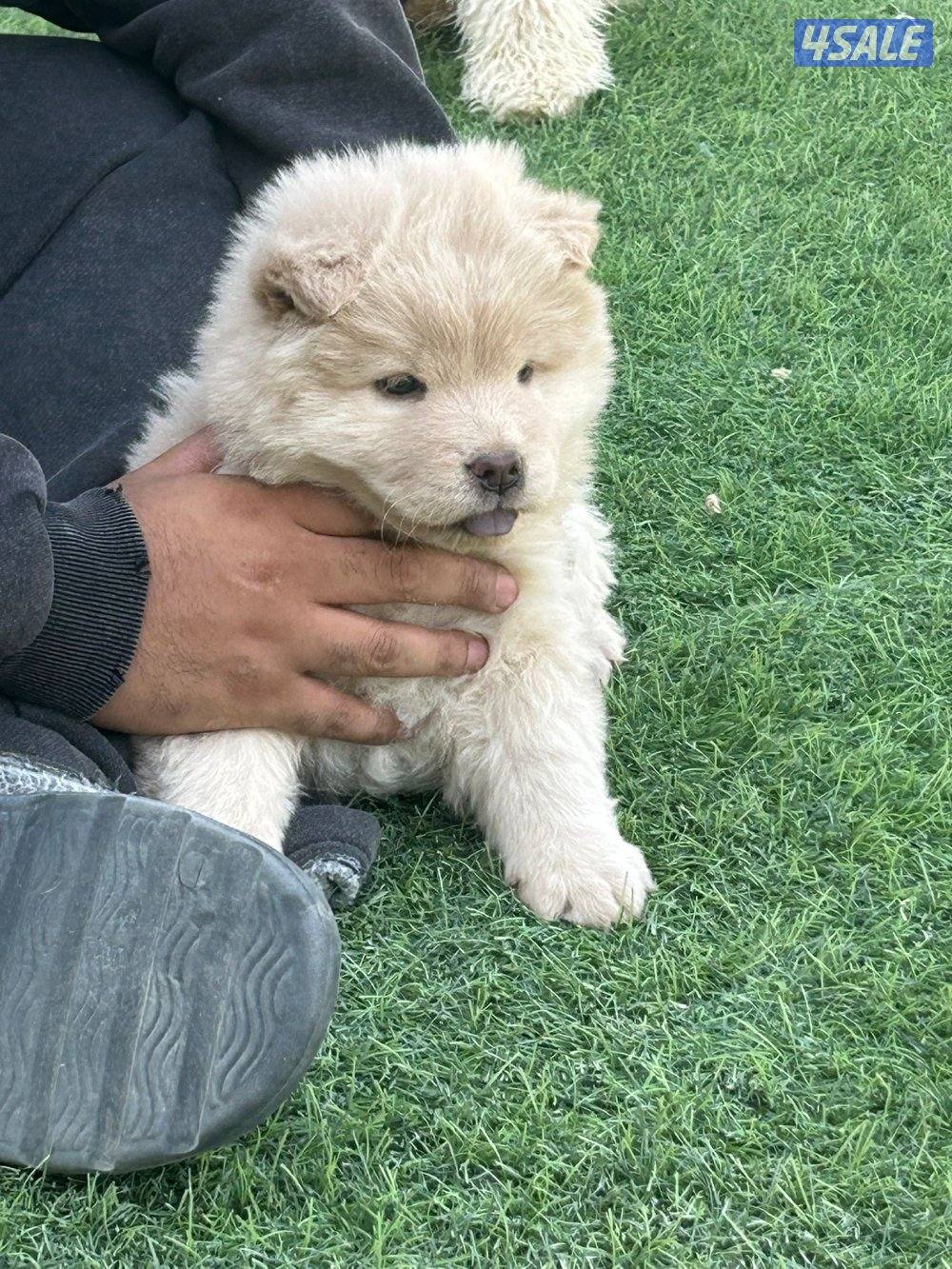 للبيع جوجو نثية العمر شهرين2