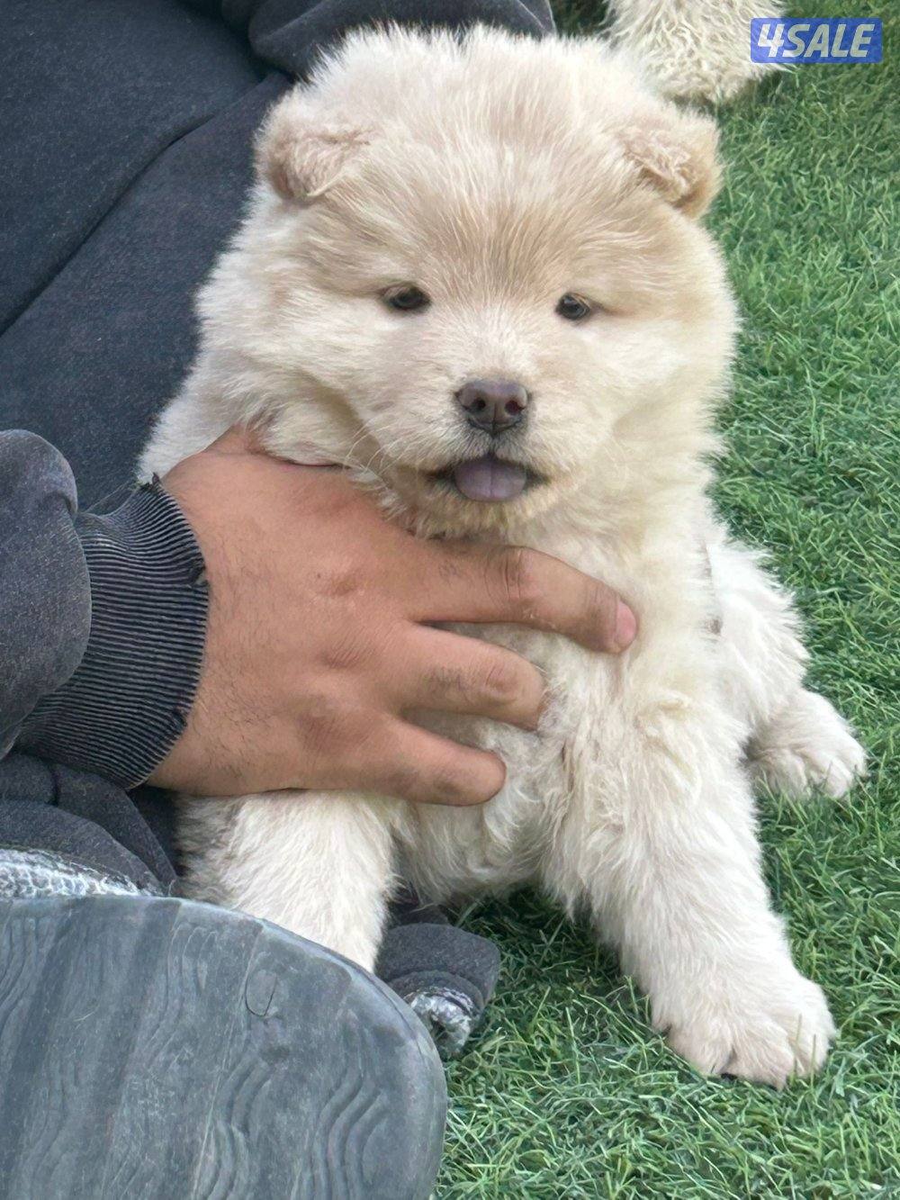 للبيع جوجو نثية العمر شهرين3