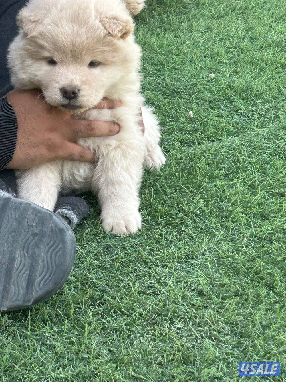 للبيع جوجو نثية العمر شهرين4