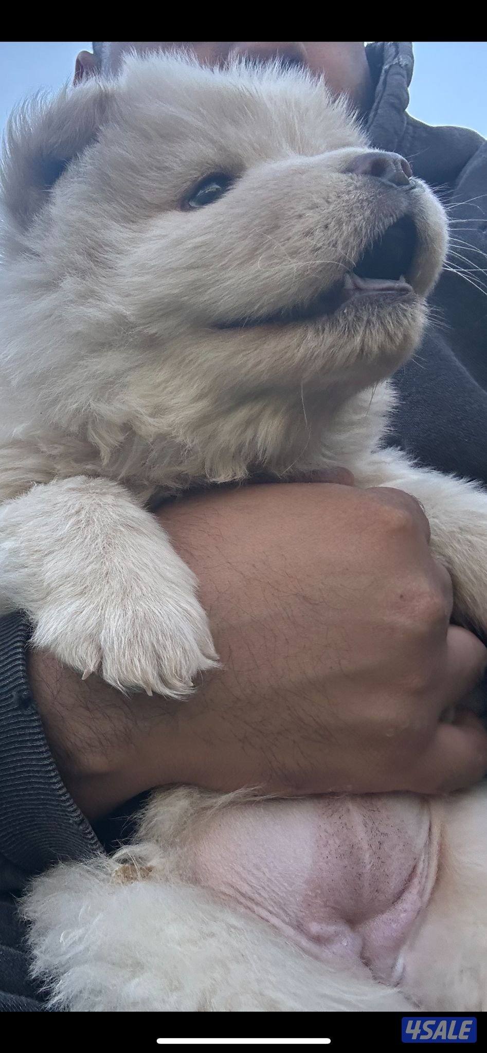 للبيع جوجو نثية العمر شهرين5