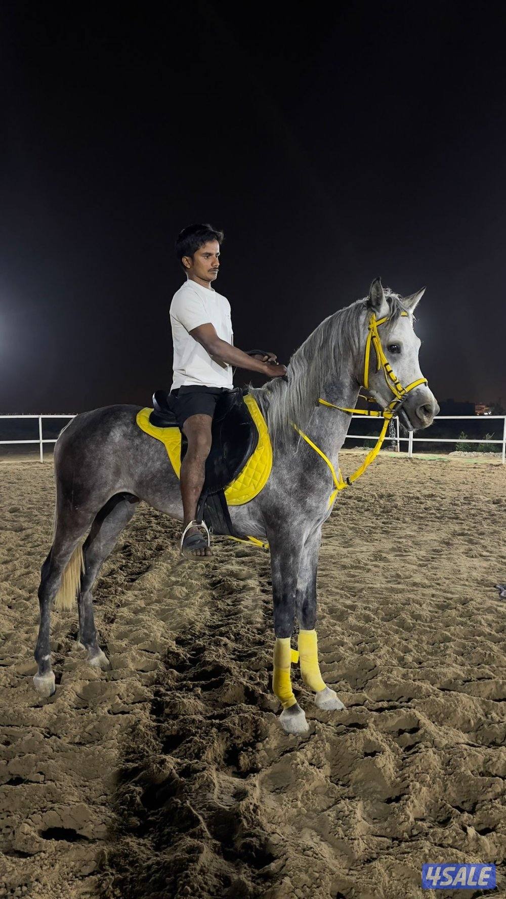 للبيع حصان مصري0