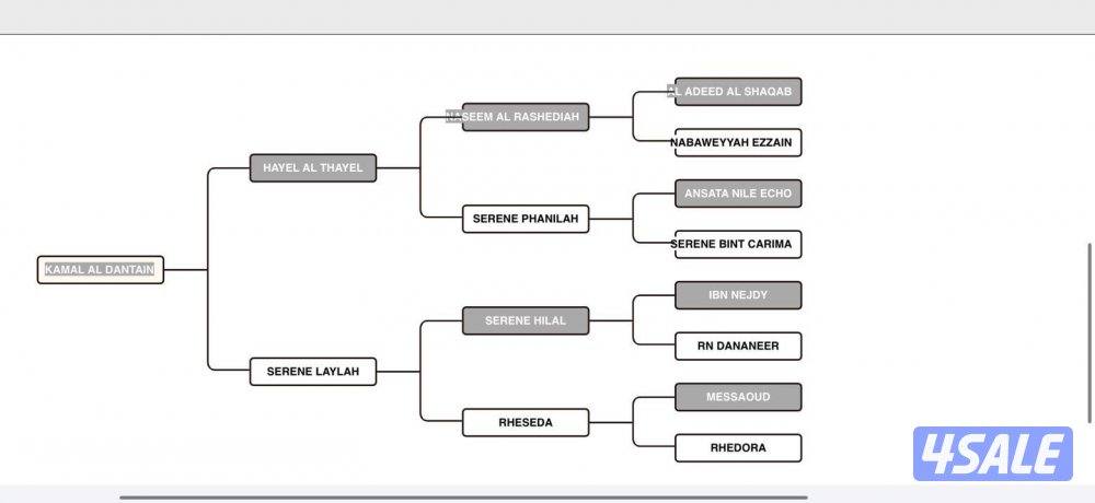 للبيع حصان مصري1