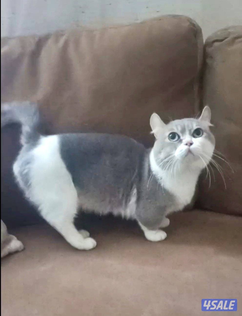 قط كينكالو مونجكن النادر1