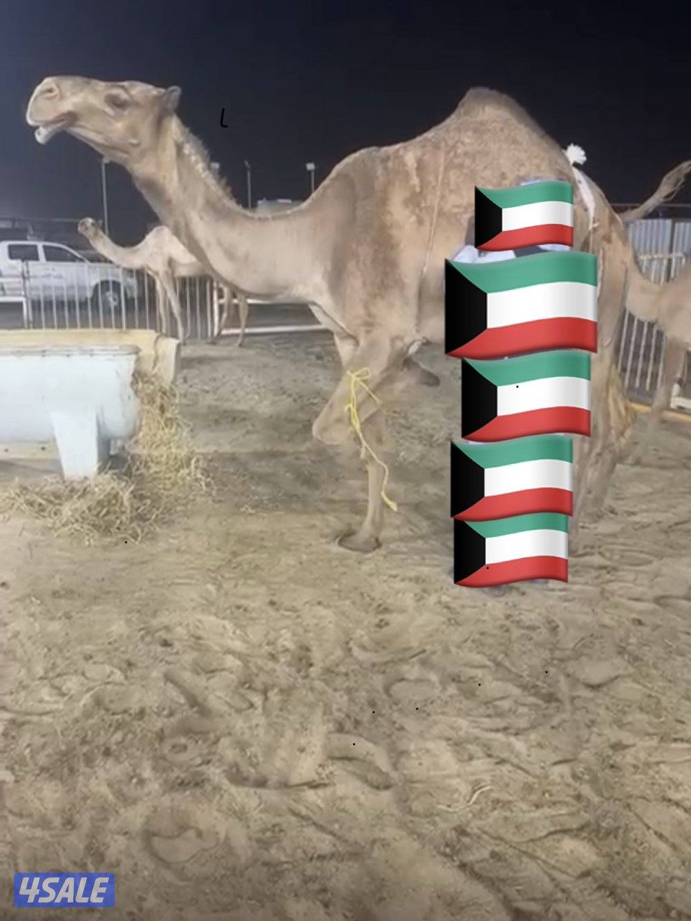 ابل للبيع  طيبه وطبع زين طريق 500 مزارع الوفره1