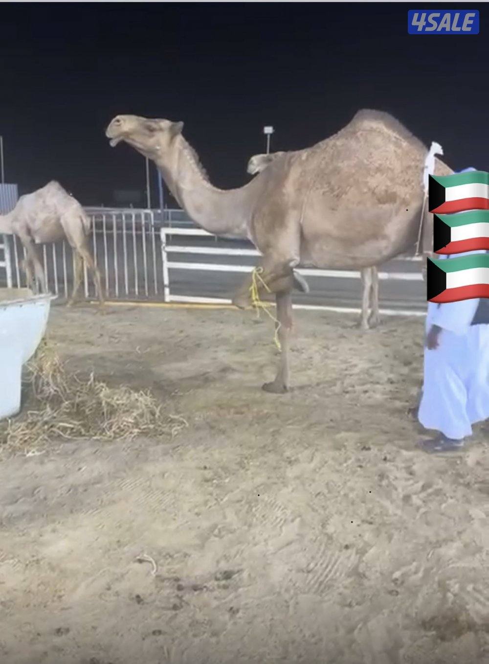 ابل للبيع  طيبه وطبع زين طريق 500 مزارع الوفره0