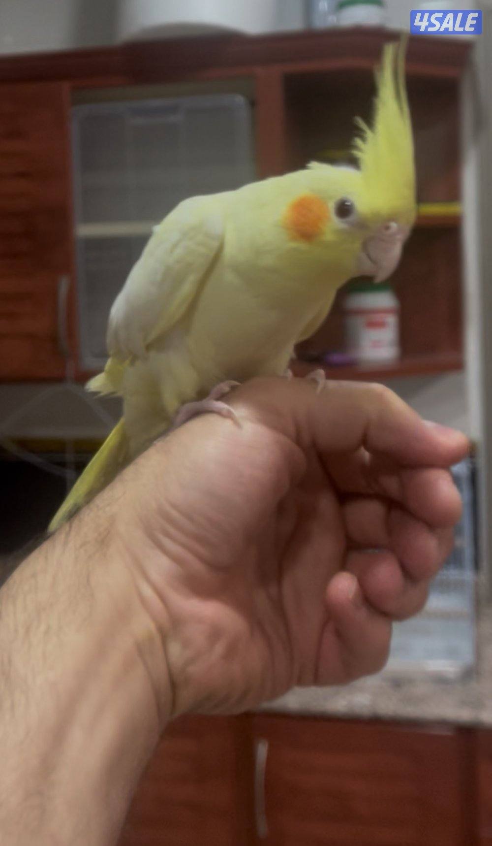 فرخ كروان توه قاطع عس ياكل بروحه جناح كامل0