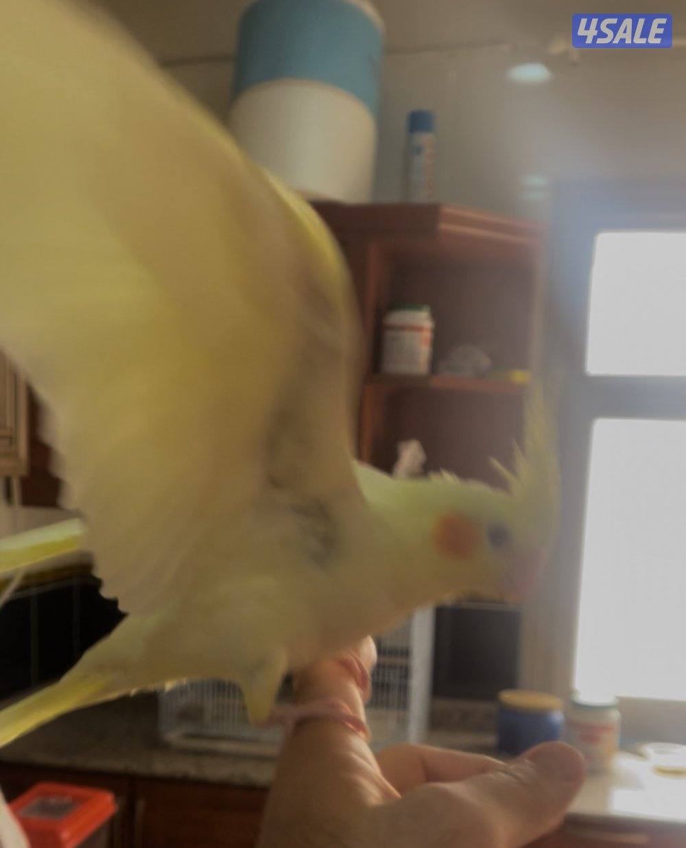 فرخ كروان توه قاطع عس ياكل بروحه جناح كامل1