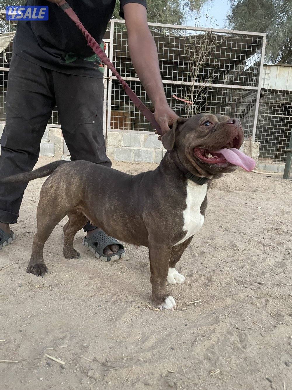 للبيع نثيه امركن بولي1