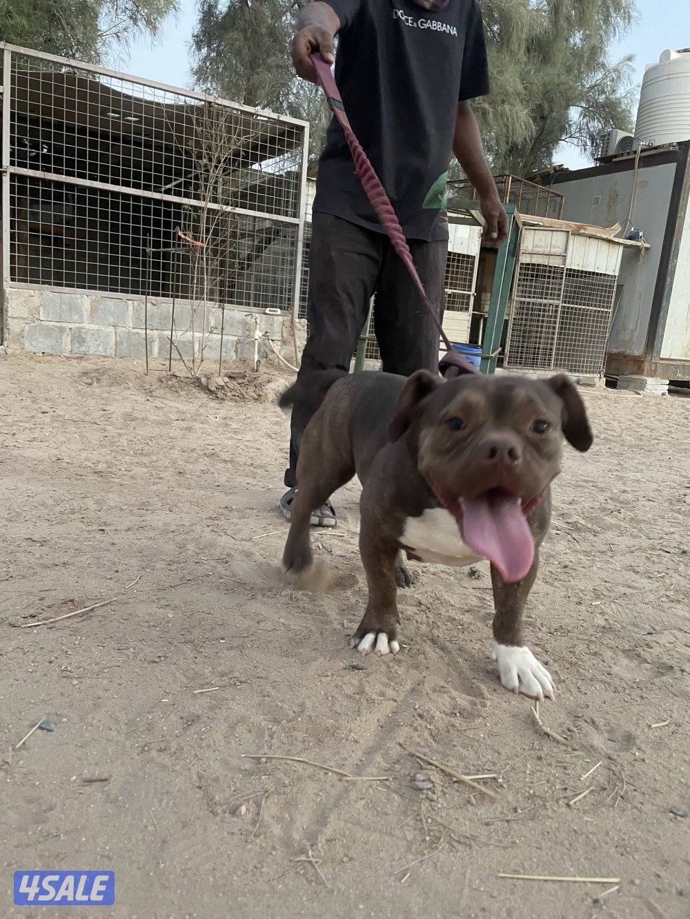 للبيع نثيه امركن بولي2