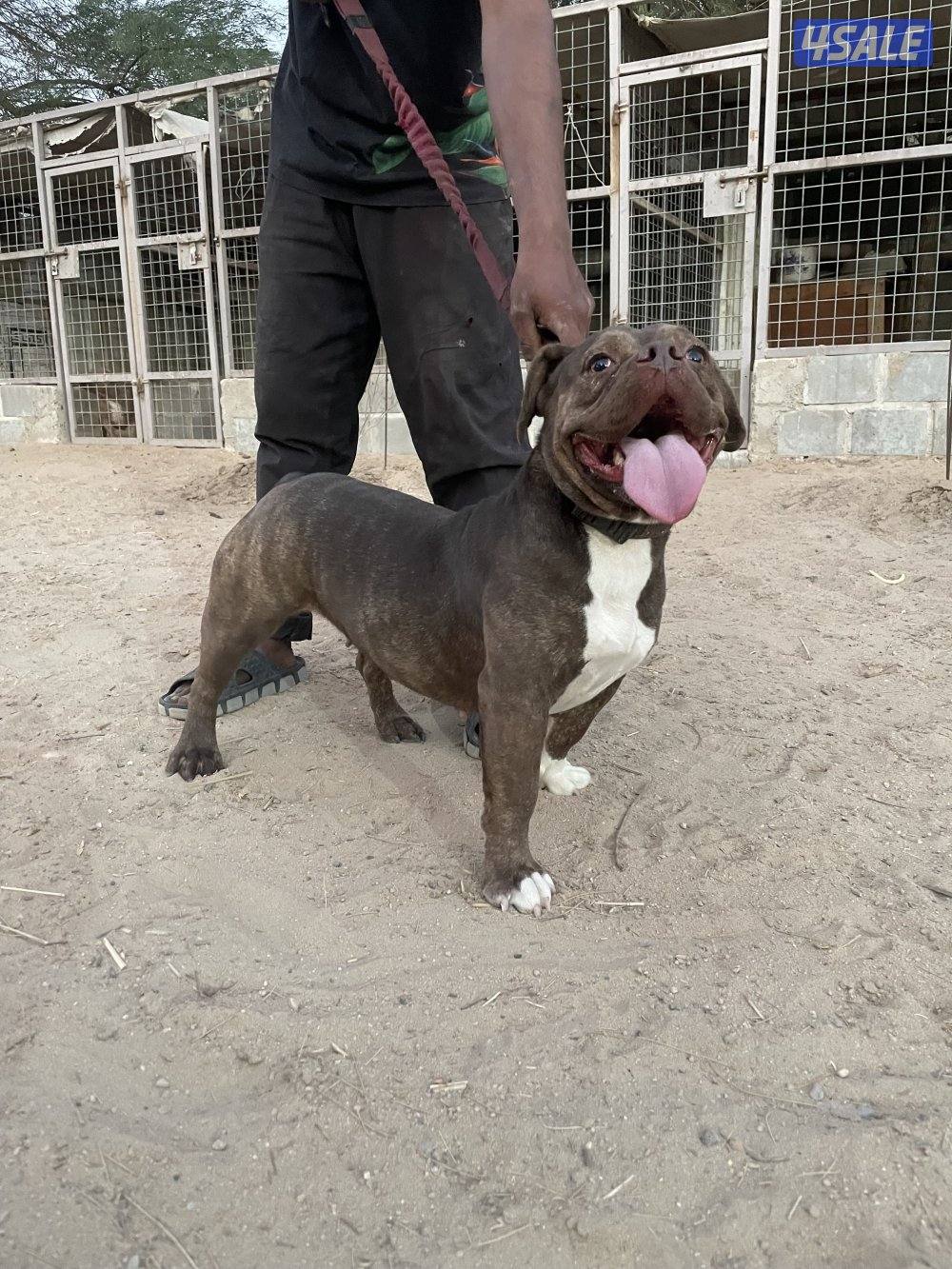 للبيع نثيه امركن بولي3