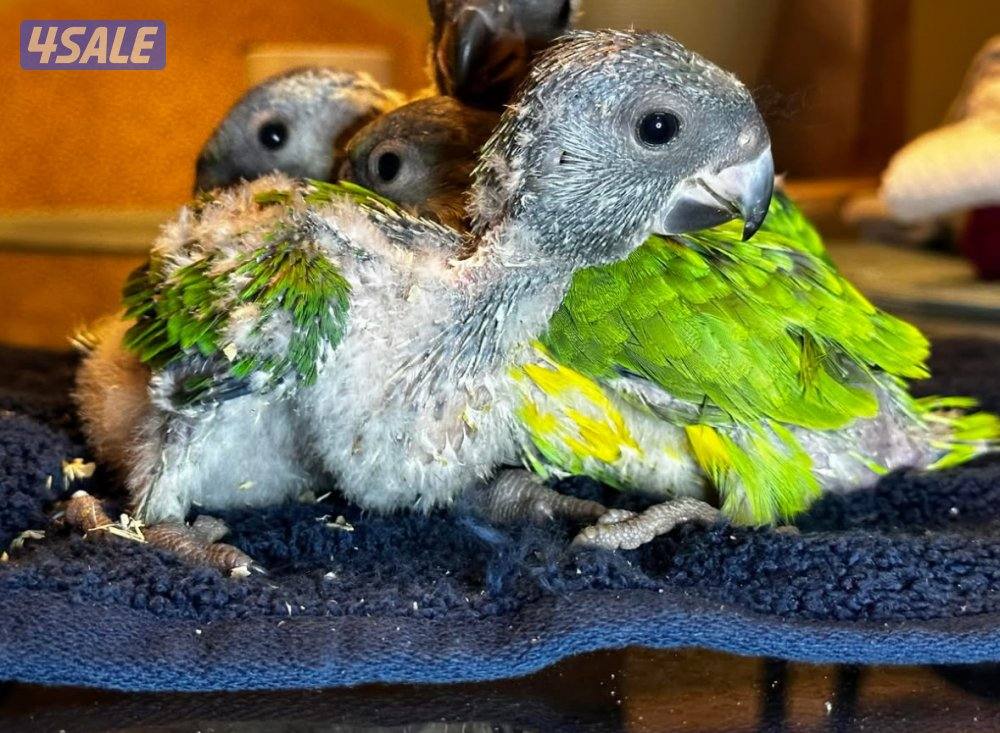 فروخ سنيغال باروت1