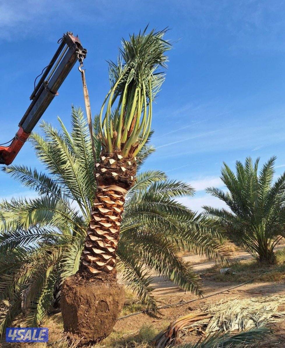 تنسيق حدائق وقص الشجر الضخمه1