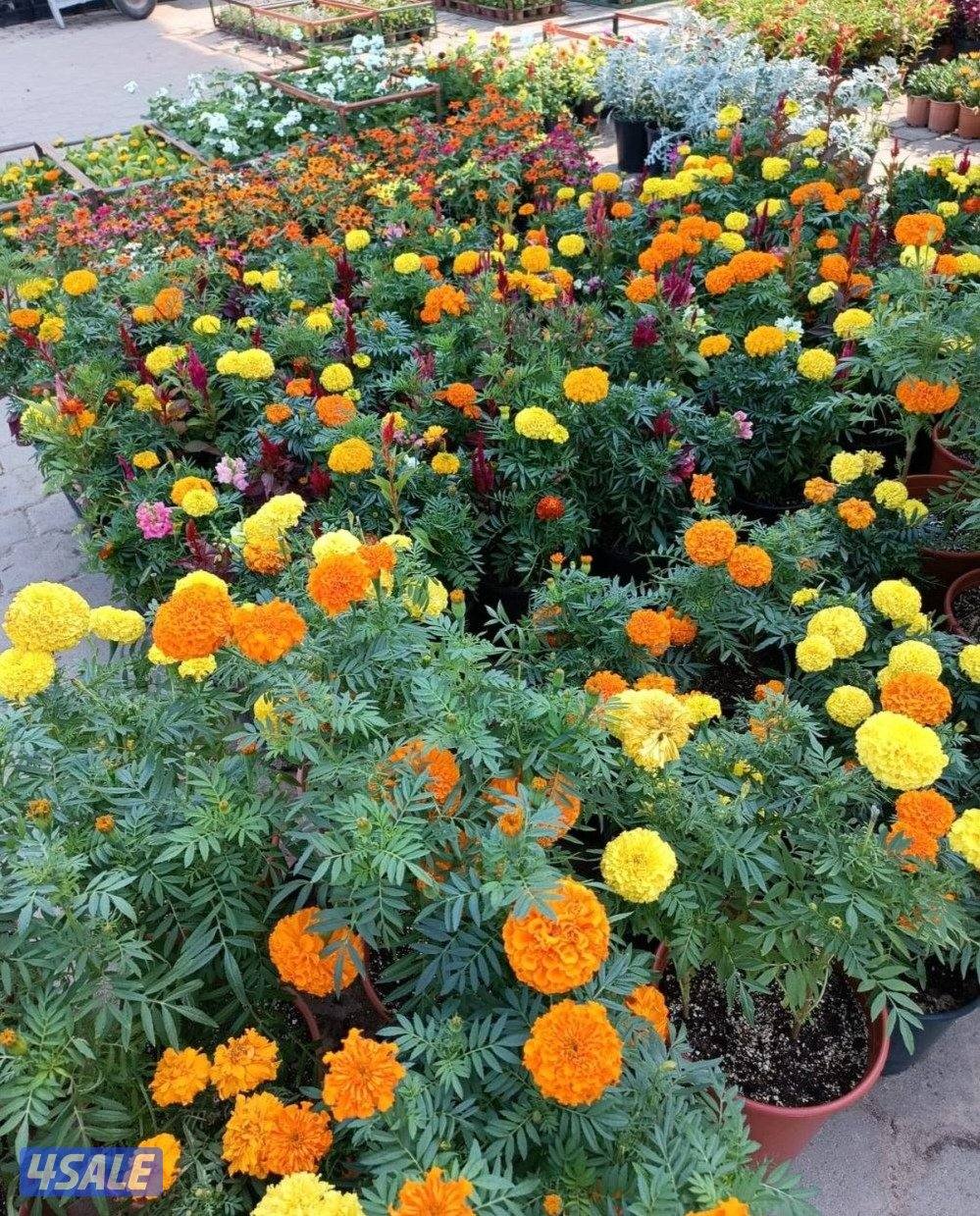 تنسيق حدائق وقص الشجر الضخمه9