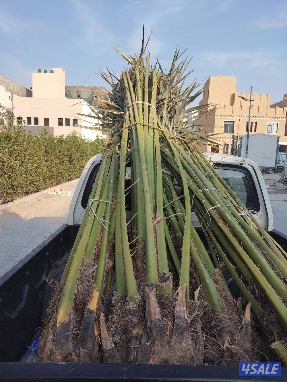 ابو علي لتنسيق الحدائق وتركيب الثيل الصناعي9