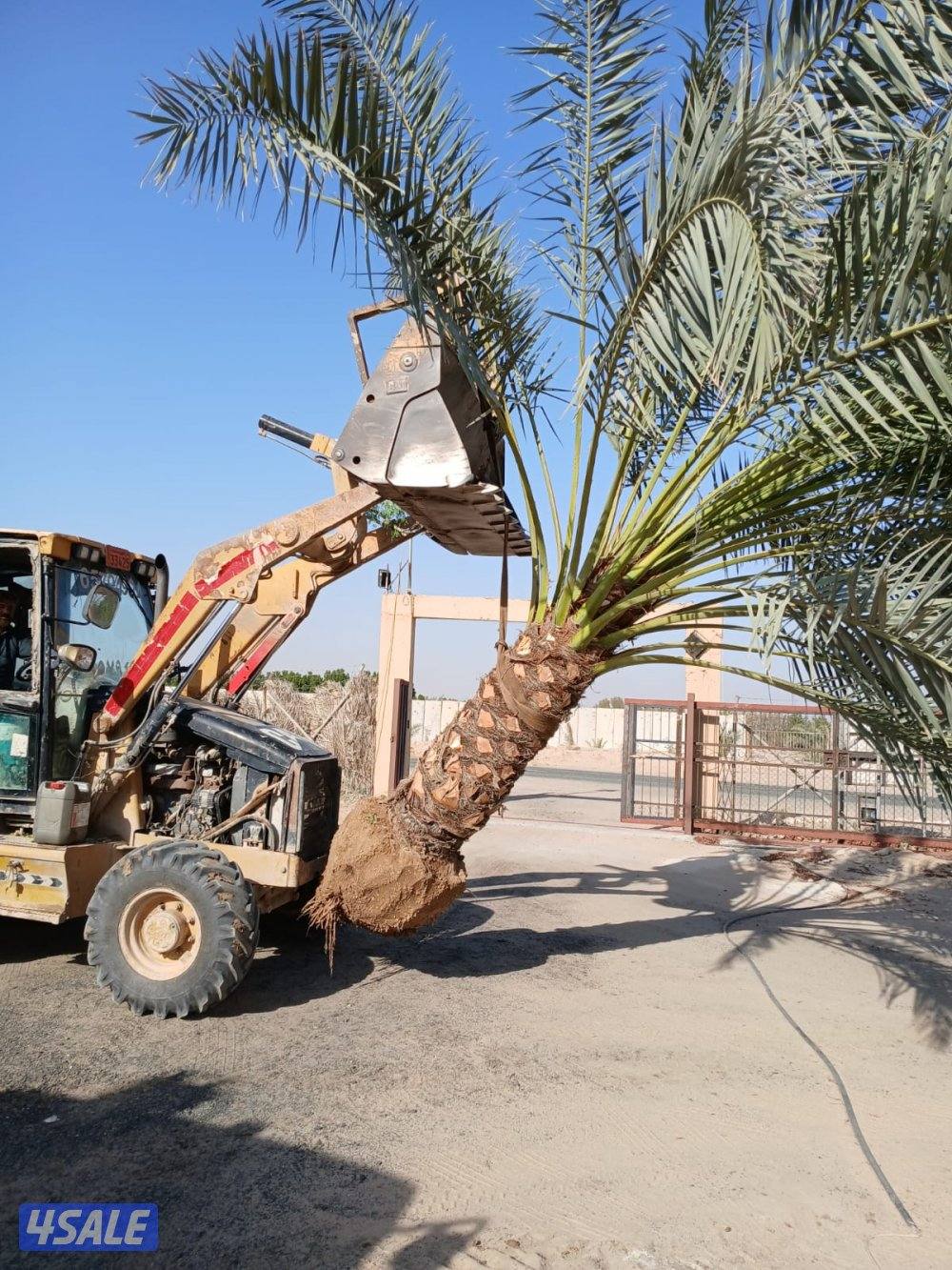 ابو علي لتنسيق الحدائق وتركيب الثيل الصناعي11