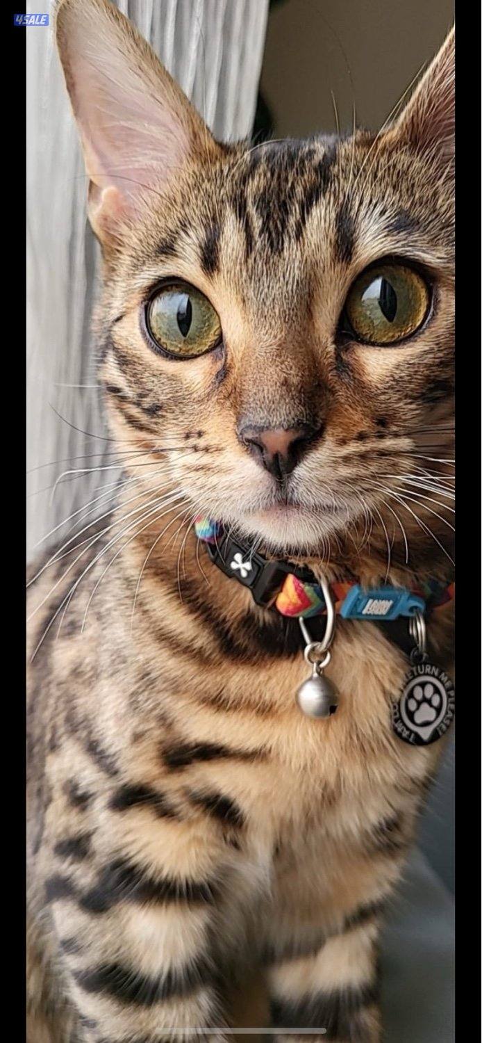 بنغال بيور0