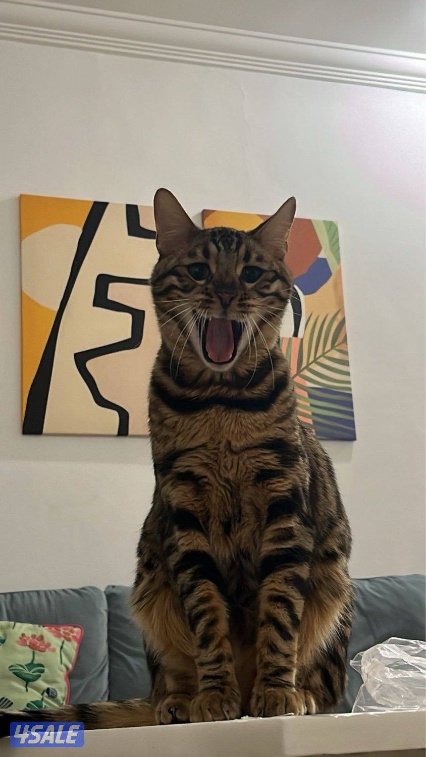 بنغال بيور1