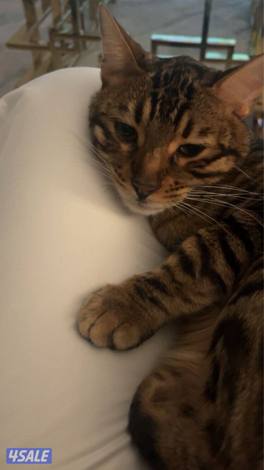 بنغال بيور2