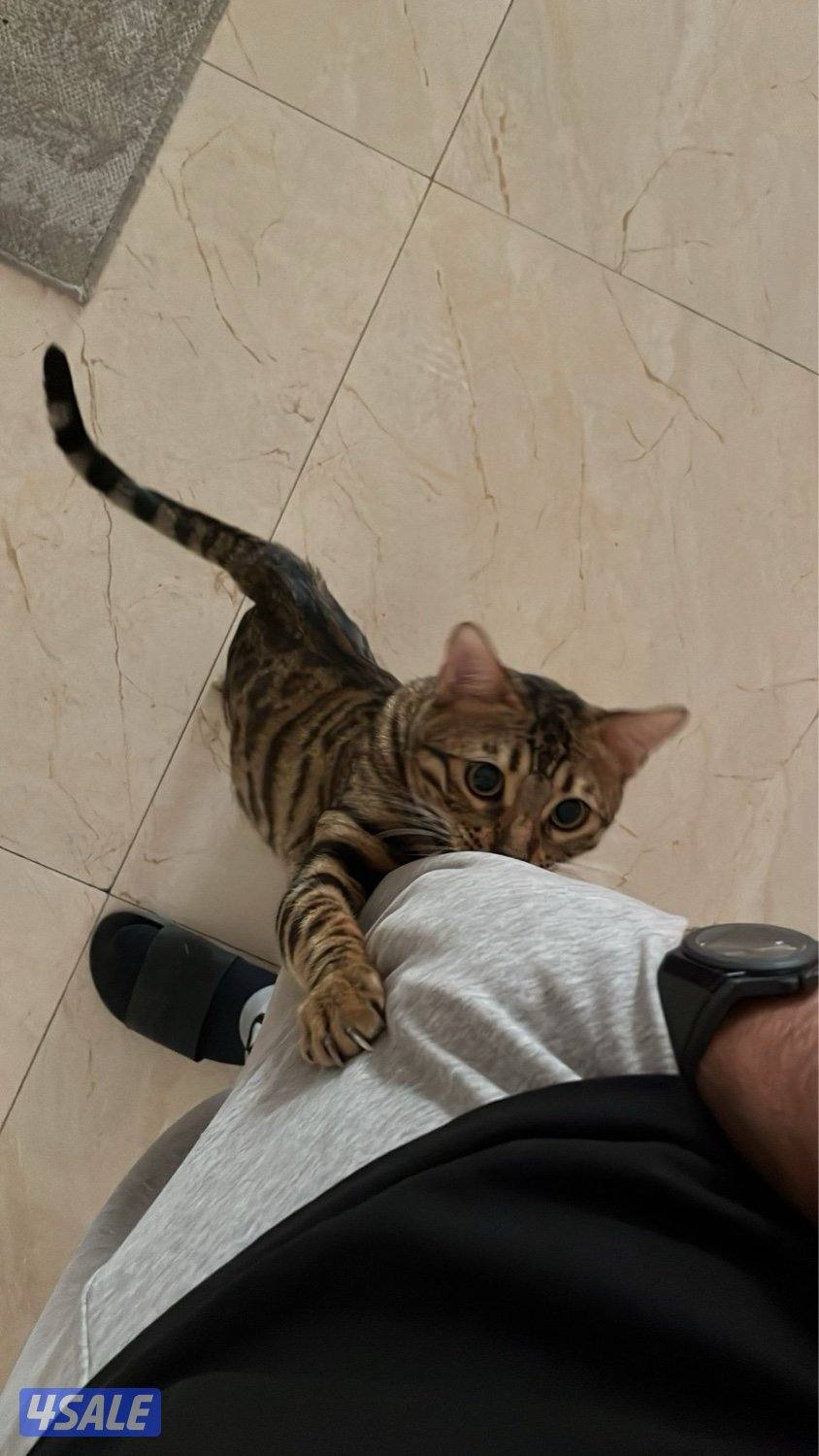 بنغال بيور3