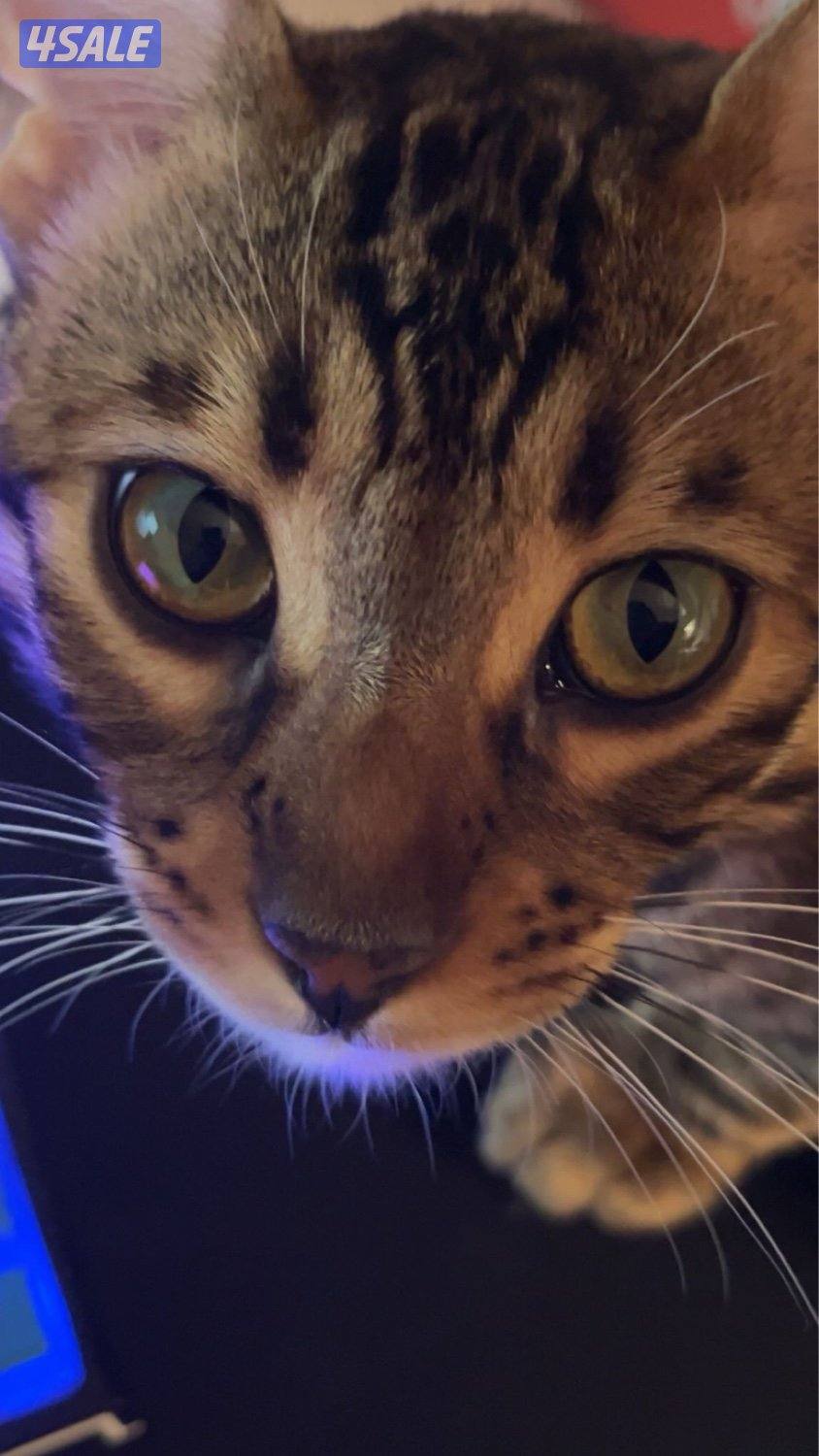 بنغال بيور4