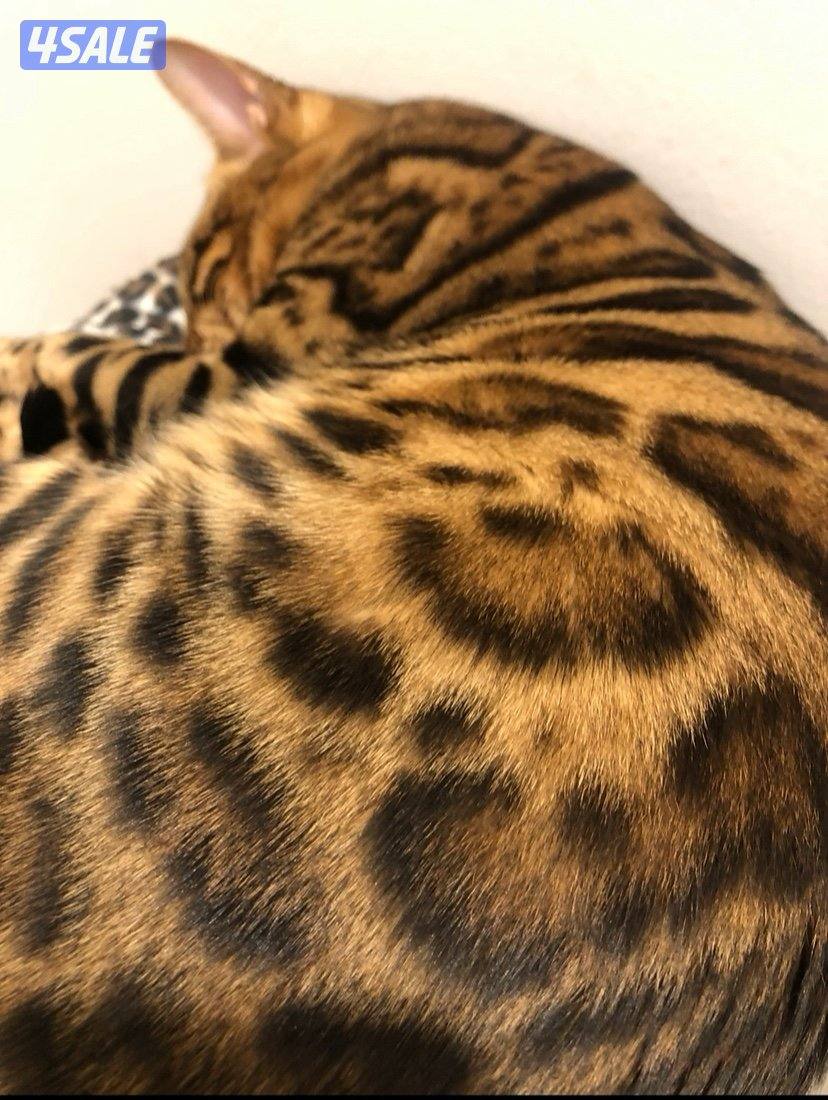 بنغال بيور5