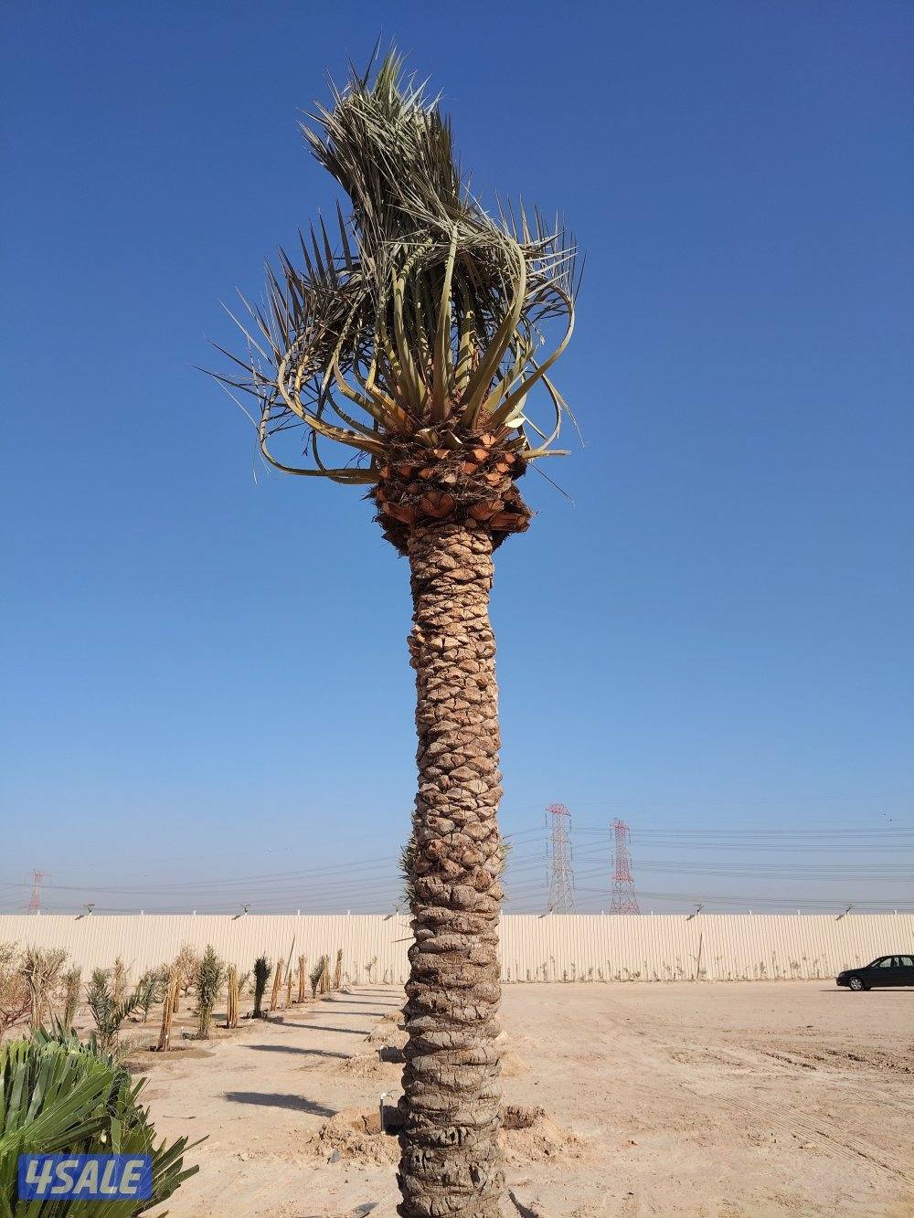 ابو علي للنخيل والزراعه1