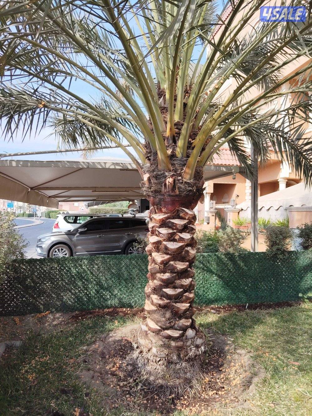 ابو علي للنخيل والزراعه2