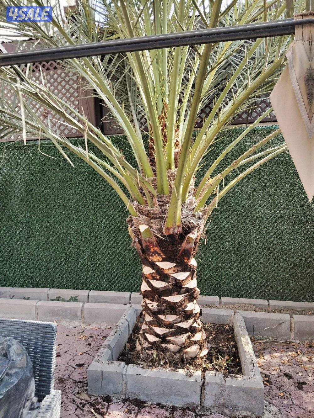 ابو علي للنخيل والزراعه4