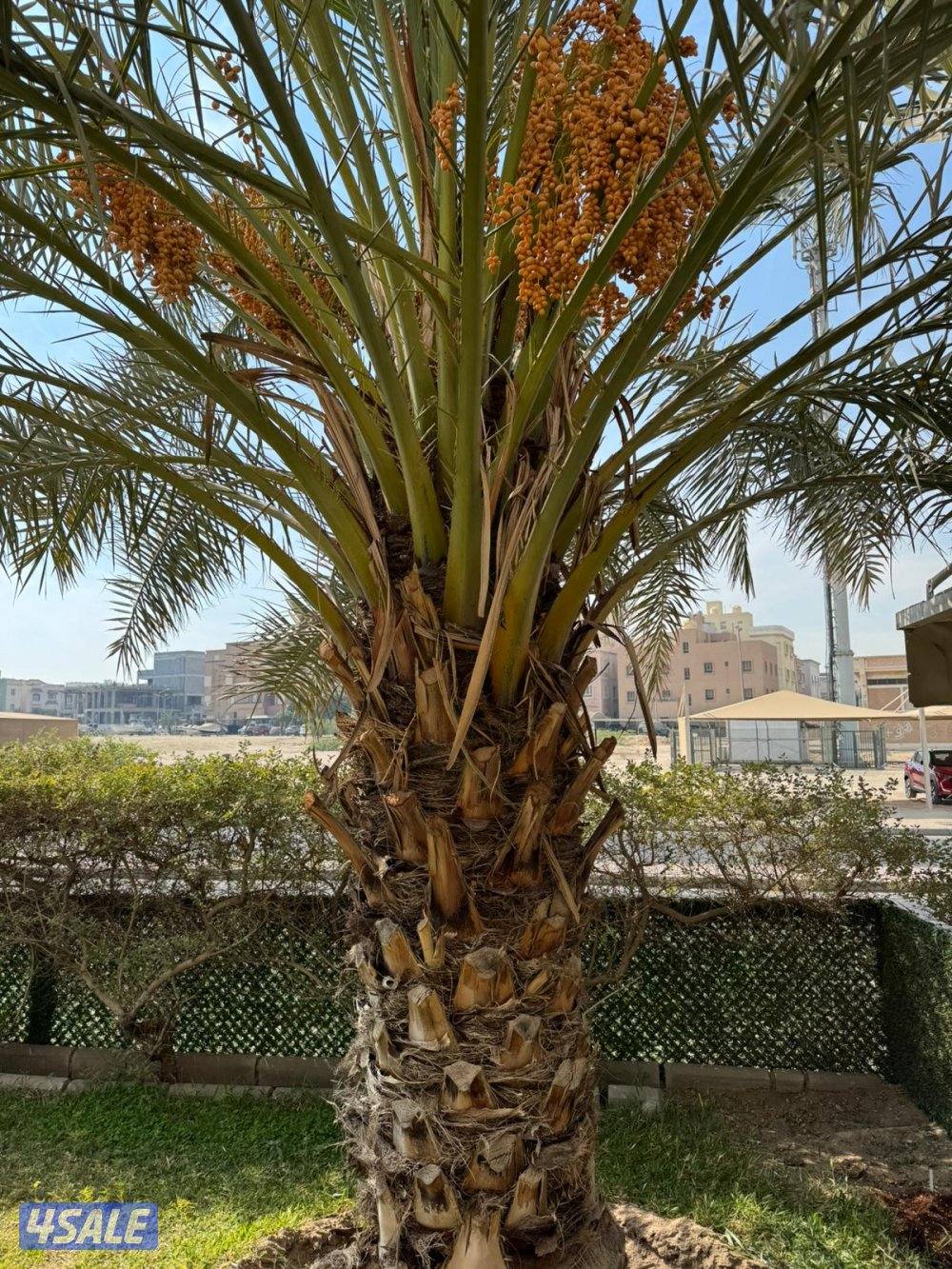 ابو علي للنخيل والزراعه3