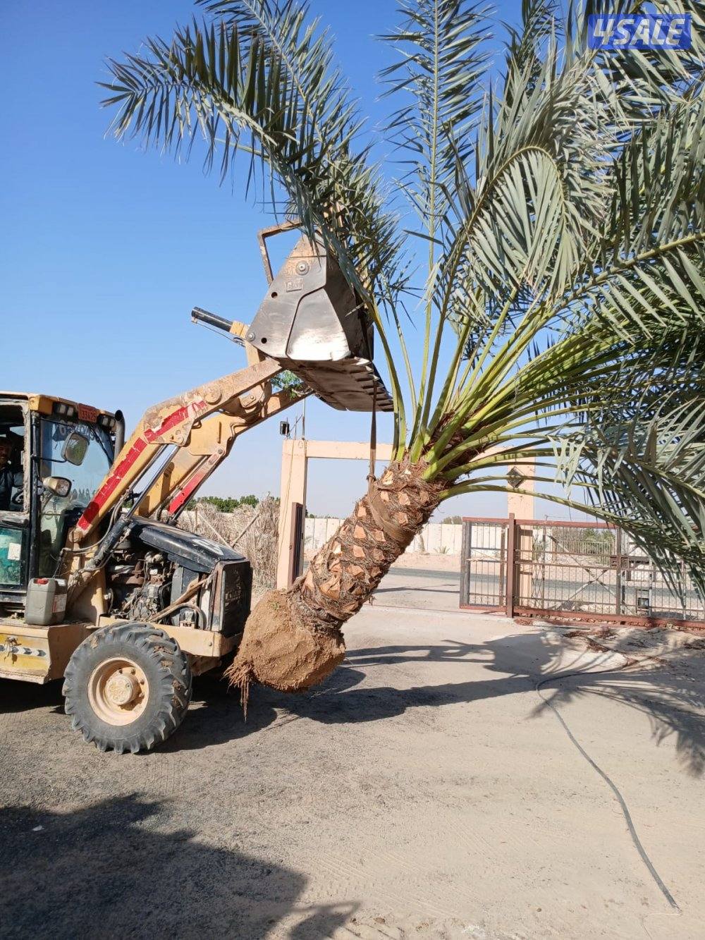 ابو علي للنخيل والزراعه5