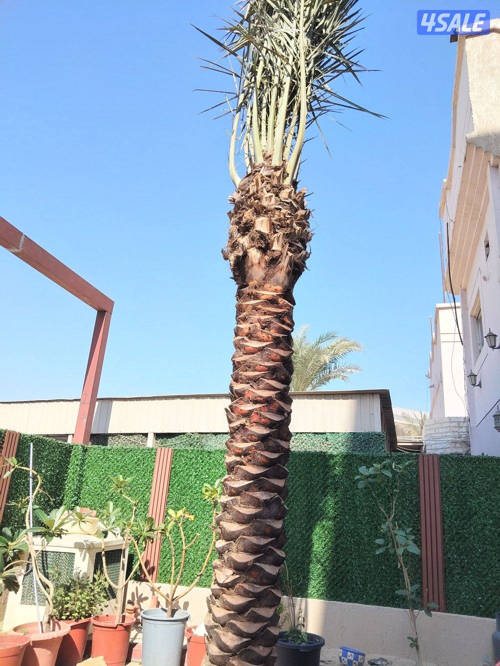 ابو علي للنخيل والزراعه7