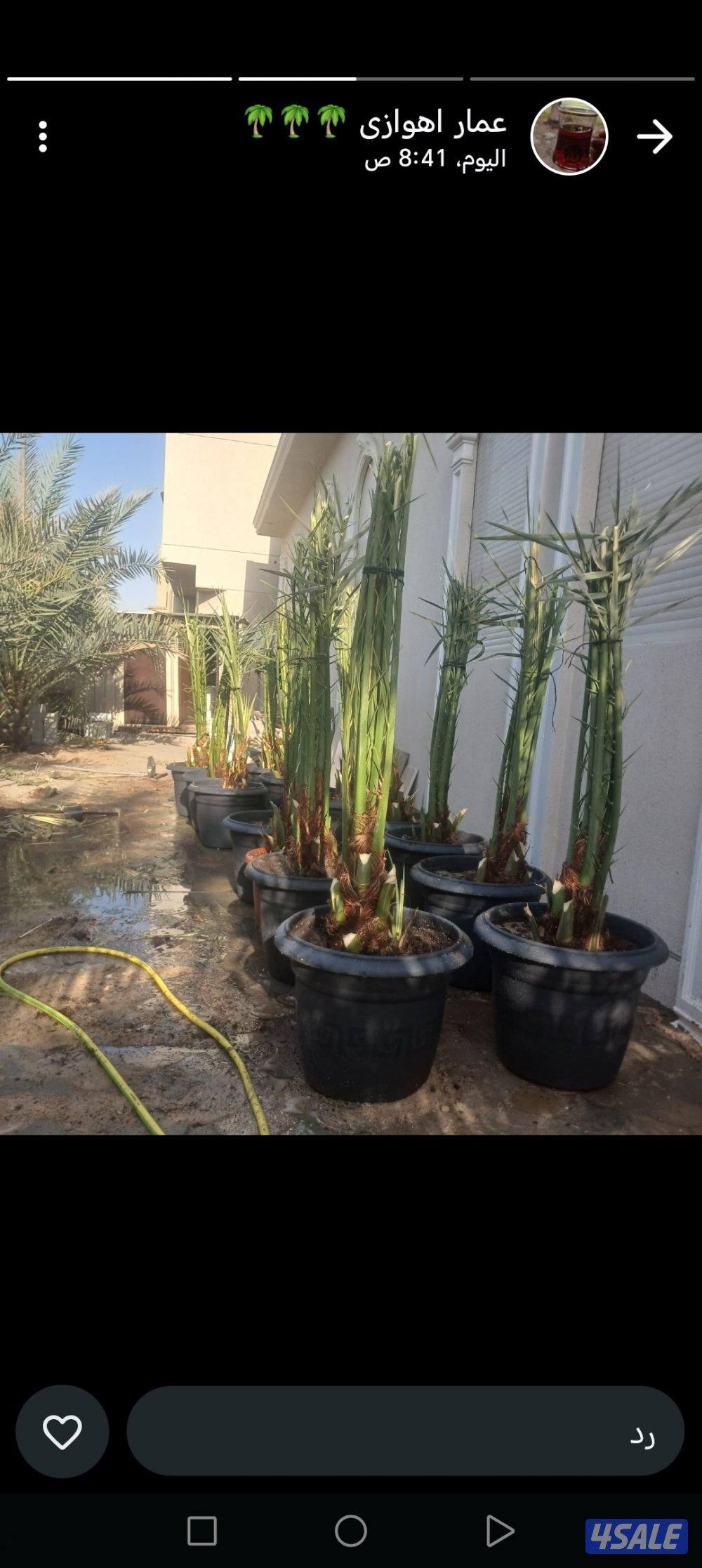 ابو علي للنخيل والزراعه9