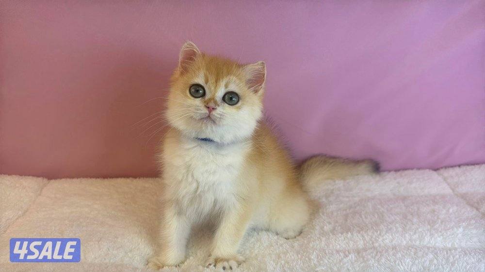 للبيع كيتن ذكر بريتش قولد0