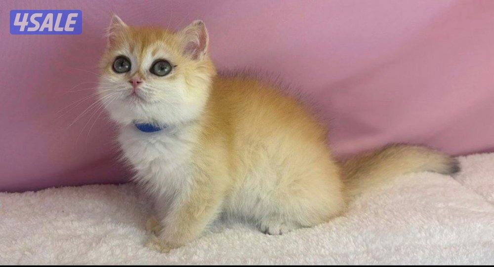 للبيع كيتن ذكر بريتش قولد1