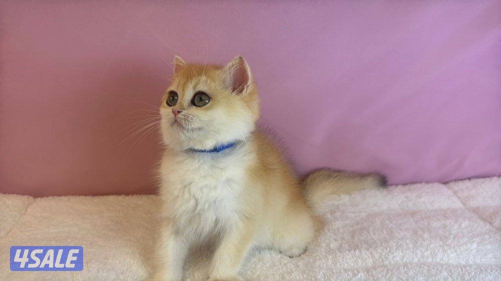 للبيع كيتن ذكر بريتش قولد2