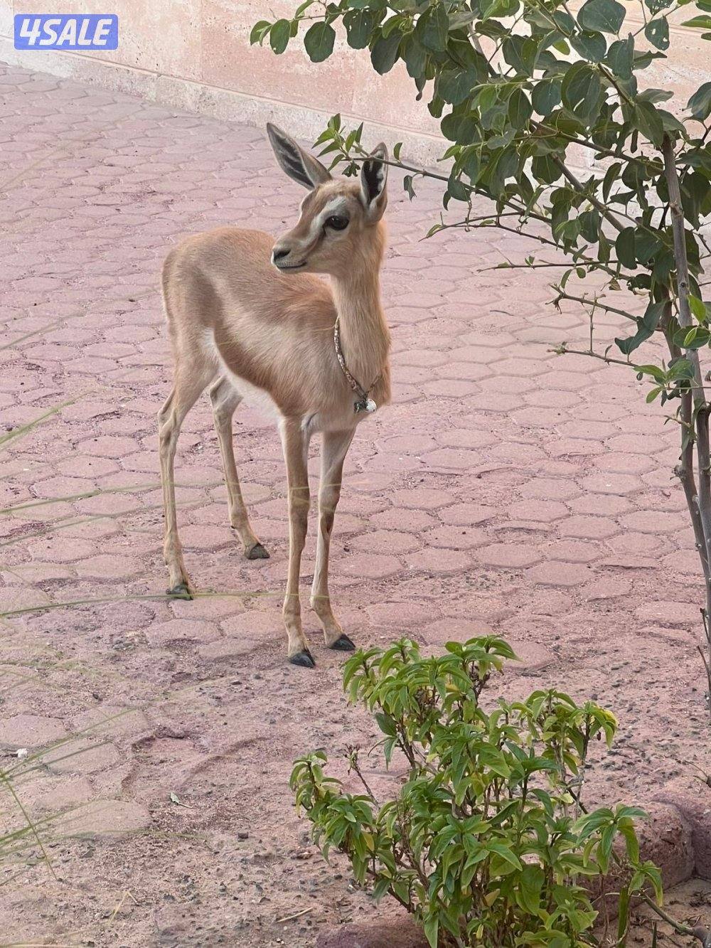 غزال الريم عمره شهرين ونص0