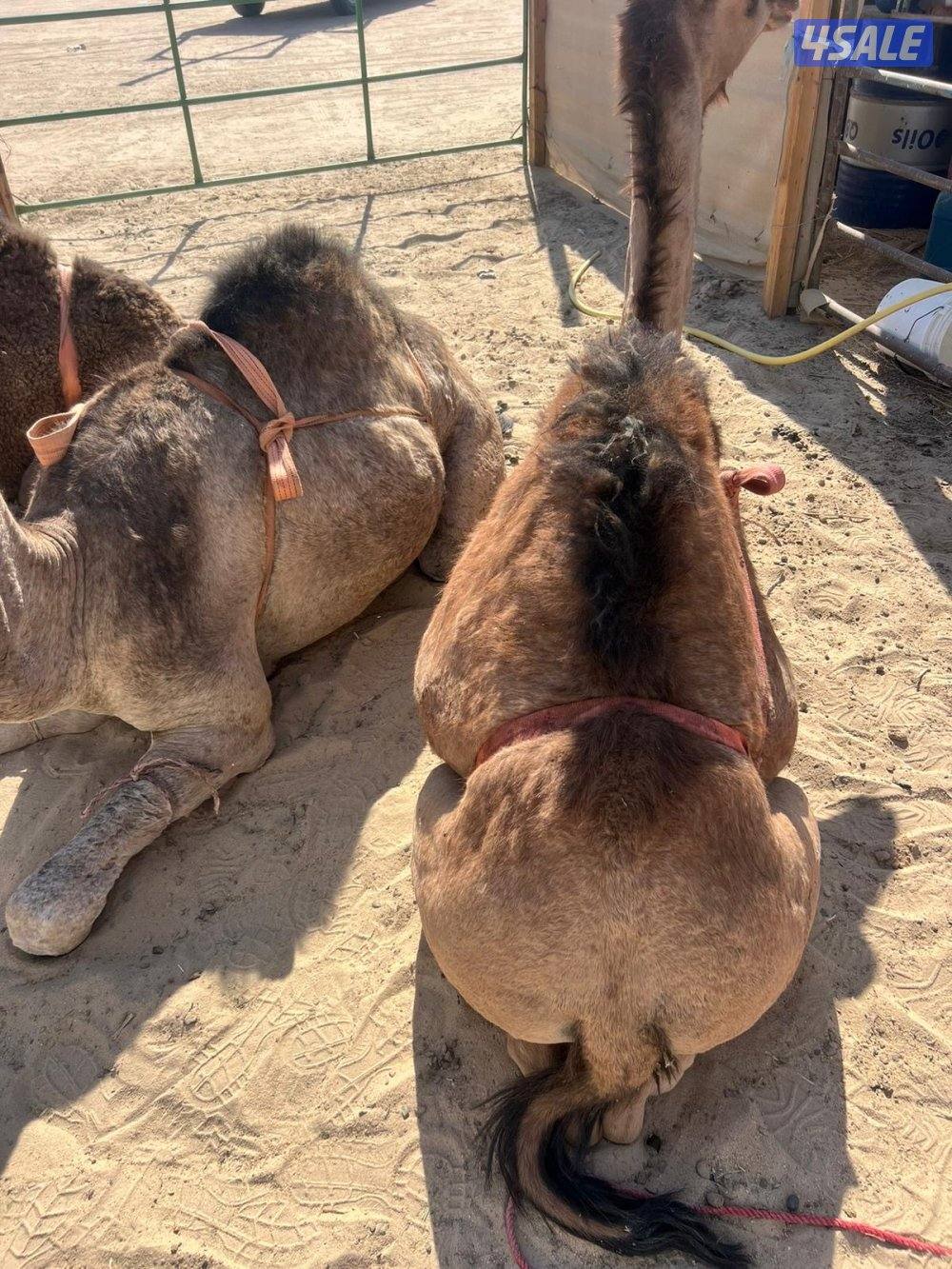 للبيع قعدان سمان شي طيب0