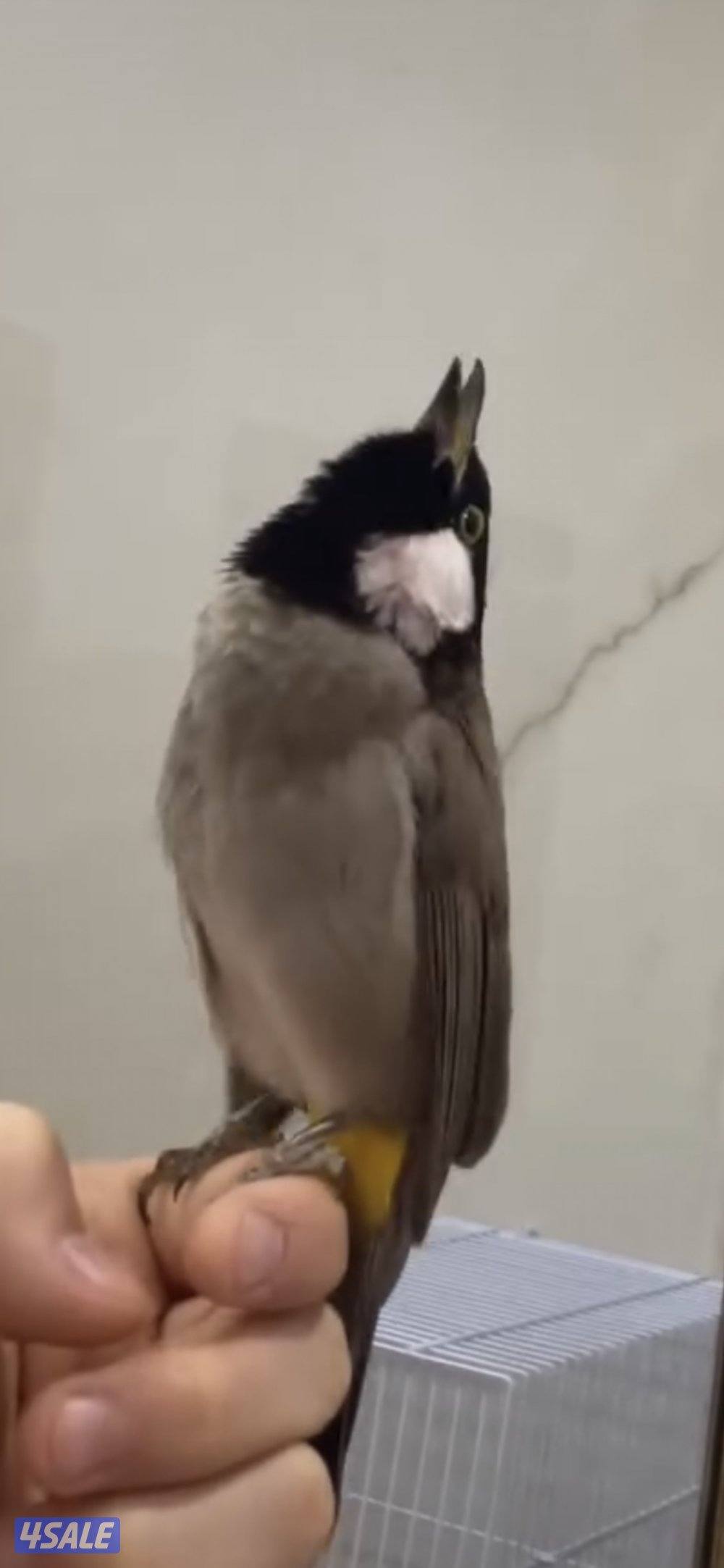 بيع وشراء بلابل ربوه حجم جامبو مميزه. بسعر مناسب بوشملان0