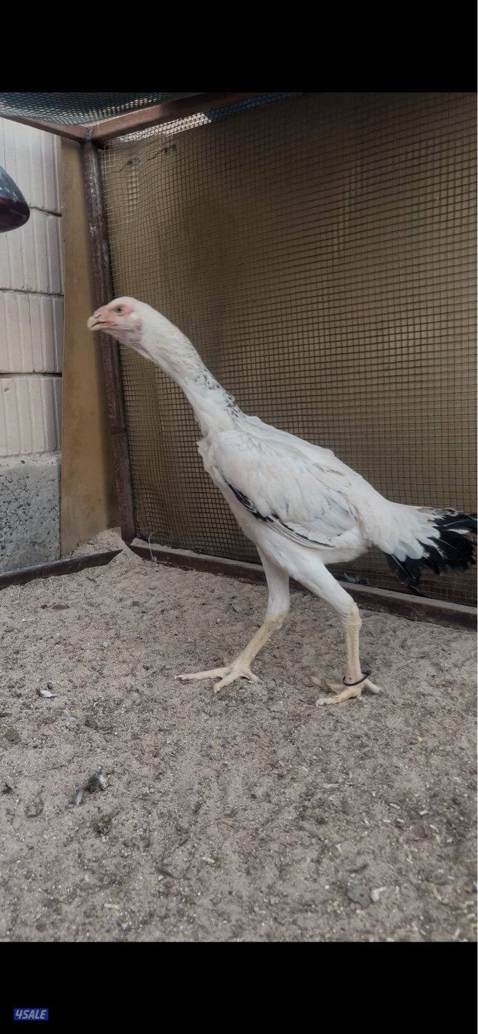 للبيع دجاج هنود دجاجتين بيظ خوات العمر 10 شهور جاهزين للانتاج2