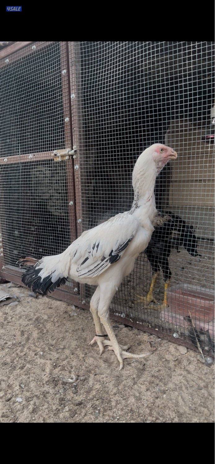 للبيع دجاج هنود دجاجتين بيظ خوات العمر 10 شهور جاهزين للانتاج1