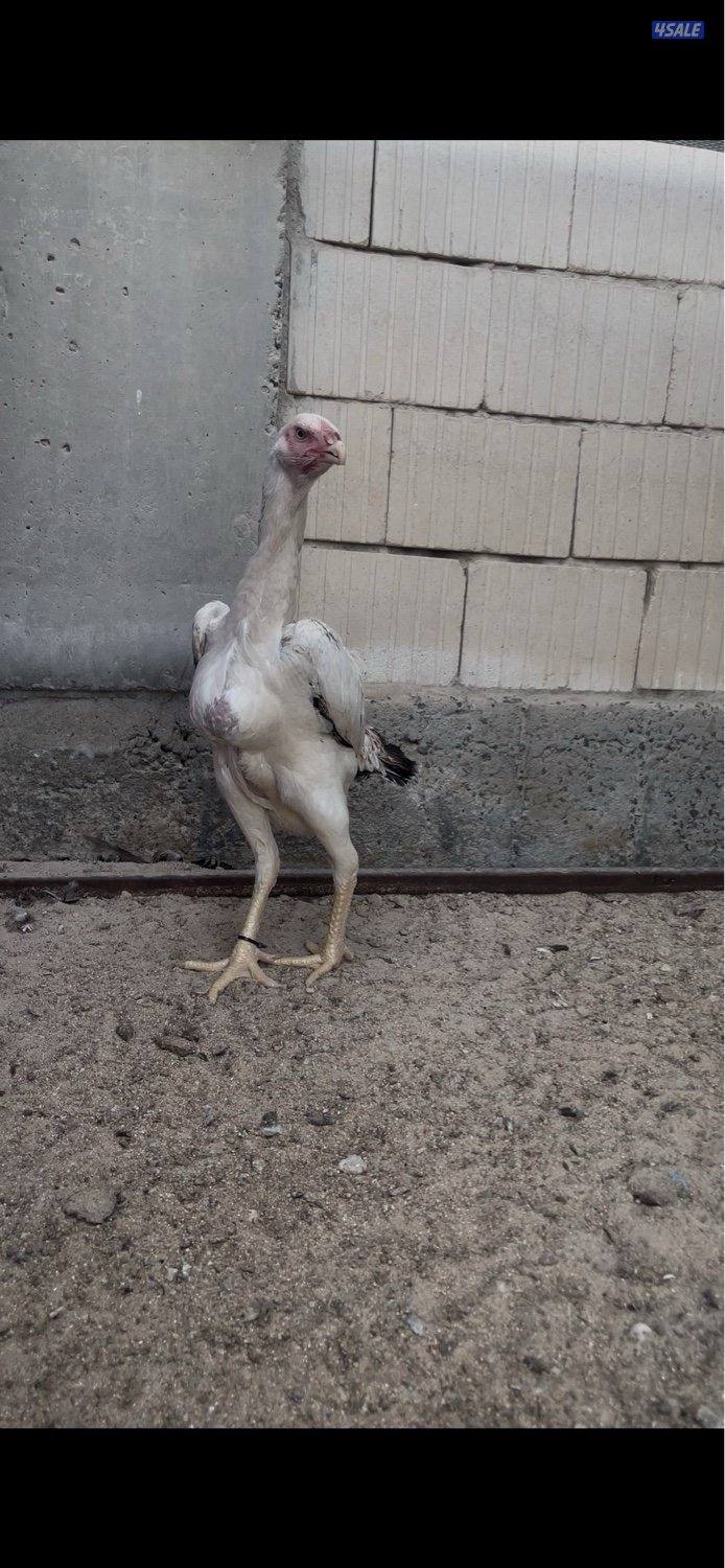 للبيع دجاج هنود دجاجتين بيظ خوات العمر 10 شهور جاهزين للانتاج3