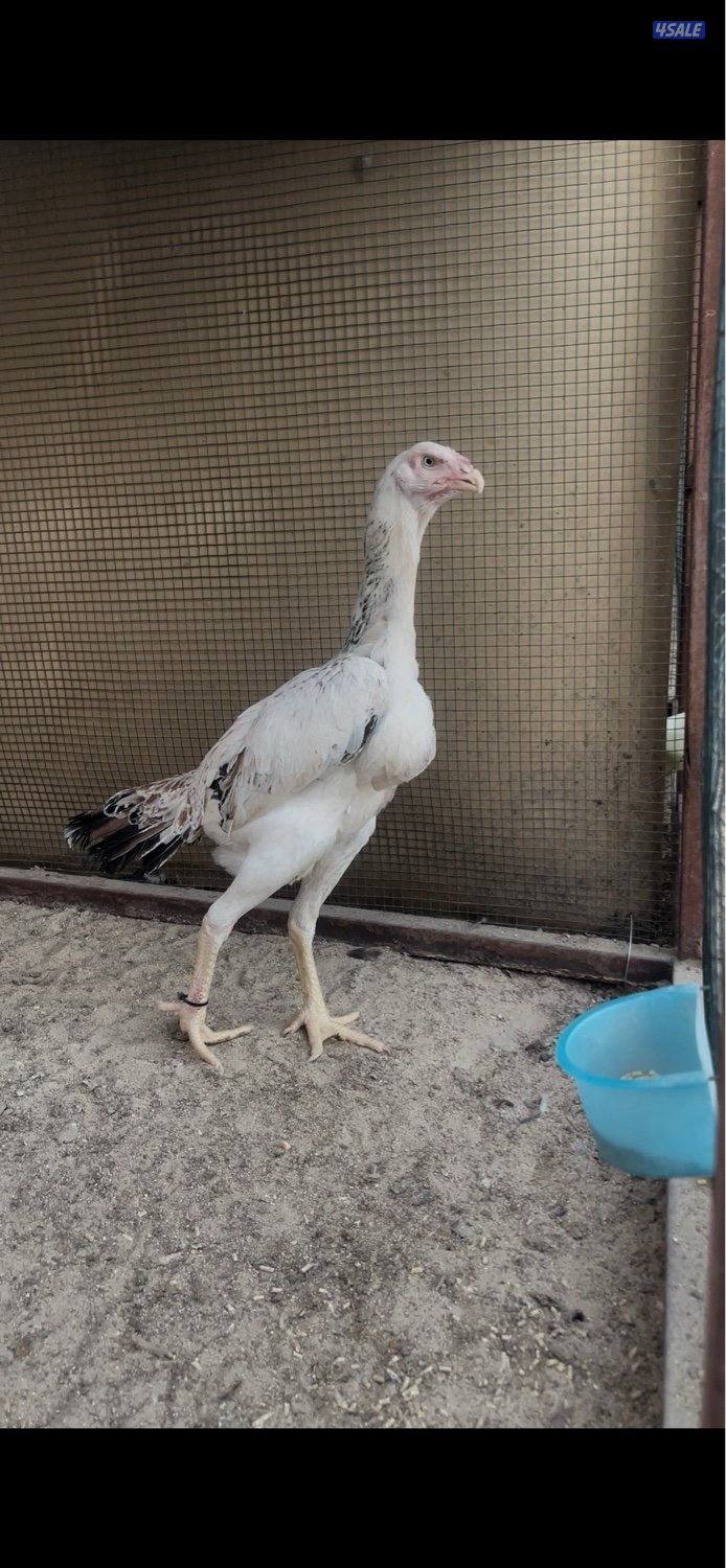 للبيع دجاج هنود دجاجتين بيظ خوات العمر 10 شهور جاهزين للانتاج4