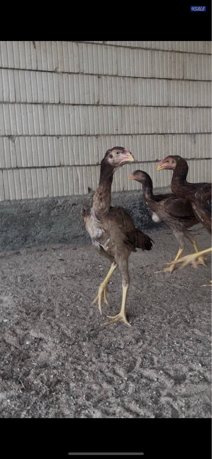 للبيع دجاج هنود دجاجتين بيظ خوات العمر 10 شهور جاهزين للانتاج5