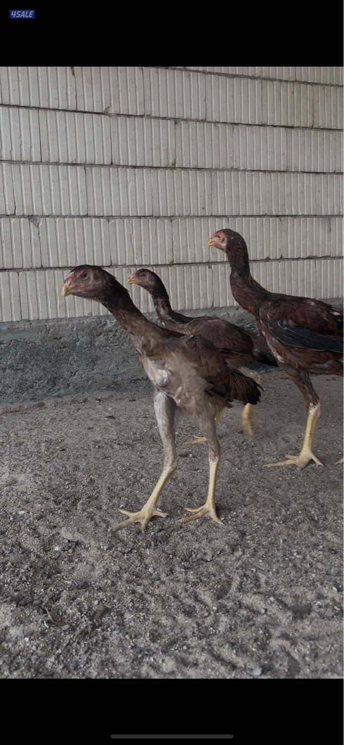 للبيع دجاج هنود دجاجتين بيظ خوات العمر 10 شهور جاهزين للانتاج6