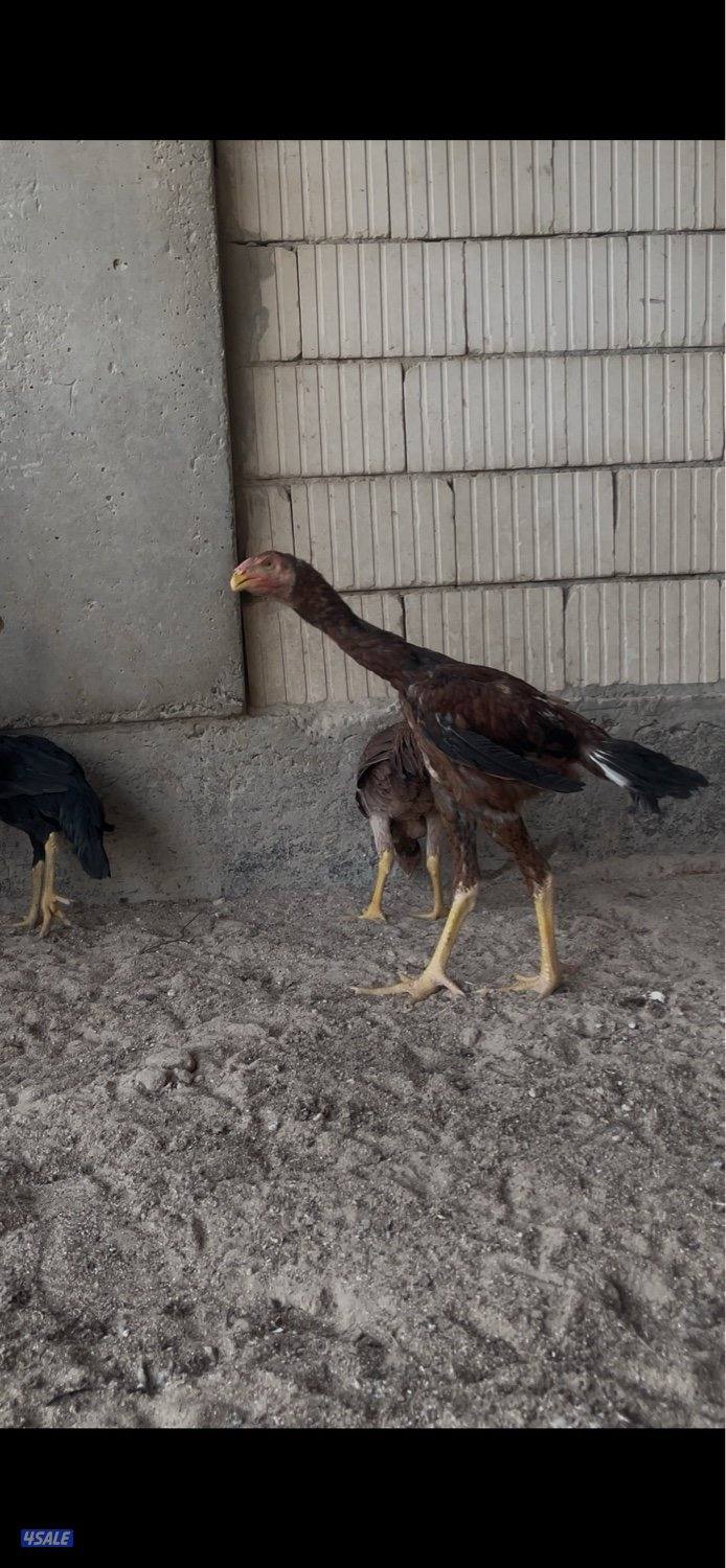 للبيع دجاج هنود دجاجتين بيظ خوات العمر 10 شهور جاهزين للانتاج7
