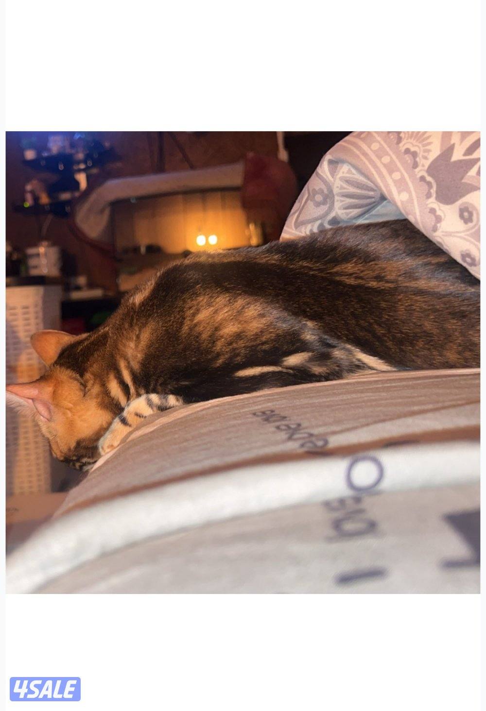 فرصة لمحبين البنغال1