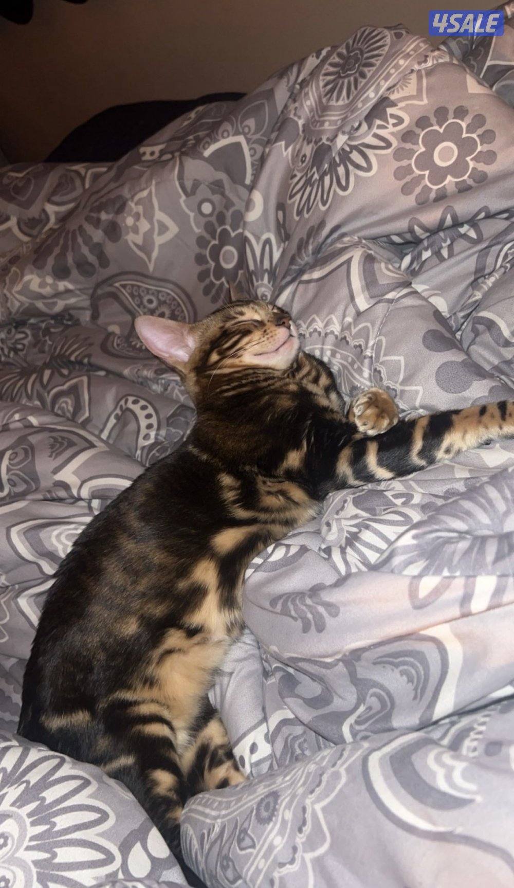 فرصة لمحبين البنغال2