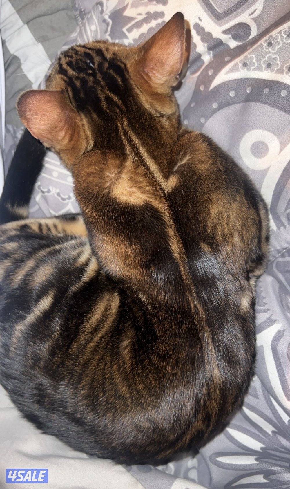 فرصة لمحبين البنغال3