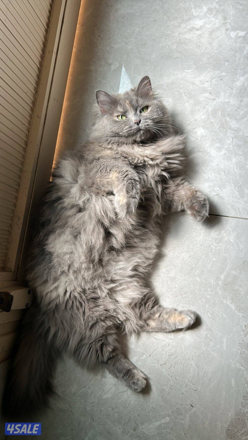 للتبني ( شيرازي- تابي ) اعمارهم من السنه لي ٥ سنين معقمين ومطعمين1